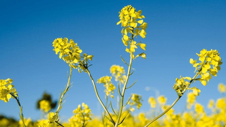 le biosourcé qu'est ce que c'est ?